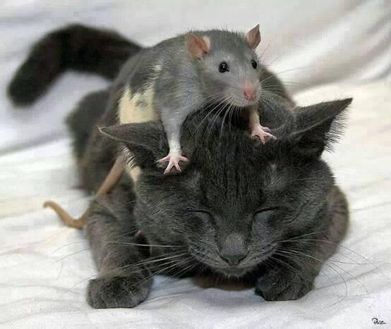 råttanpåkatten